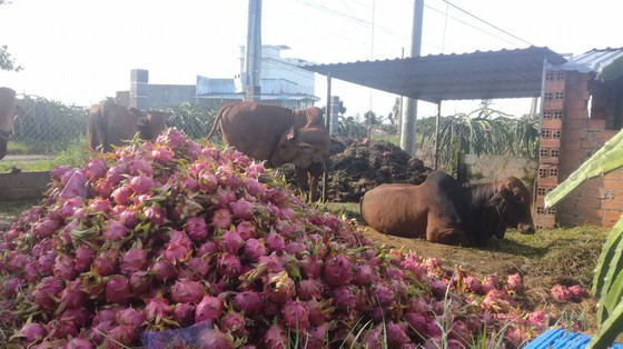 Nông dân Bình Thuận ngậm đắng đem thanh long đổ cho bò ăn ảnh 1