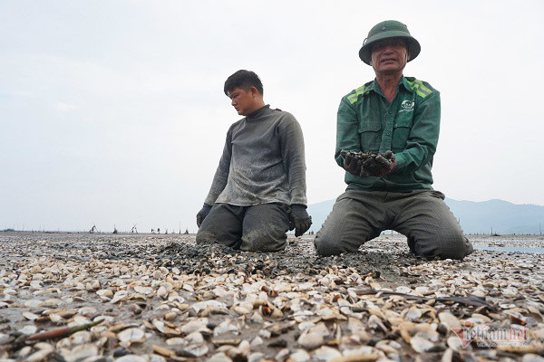 Ngao chet hang loat sau lu, nguoi Ha Tinh dieu dung nhin hang chuc ty dong boc hoi hinh anh 2