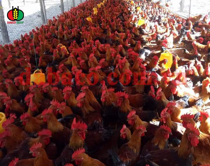Vào trang trại gà J-DABACO đón Tết Nguyên đán 2020 - Ảnh 1
