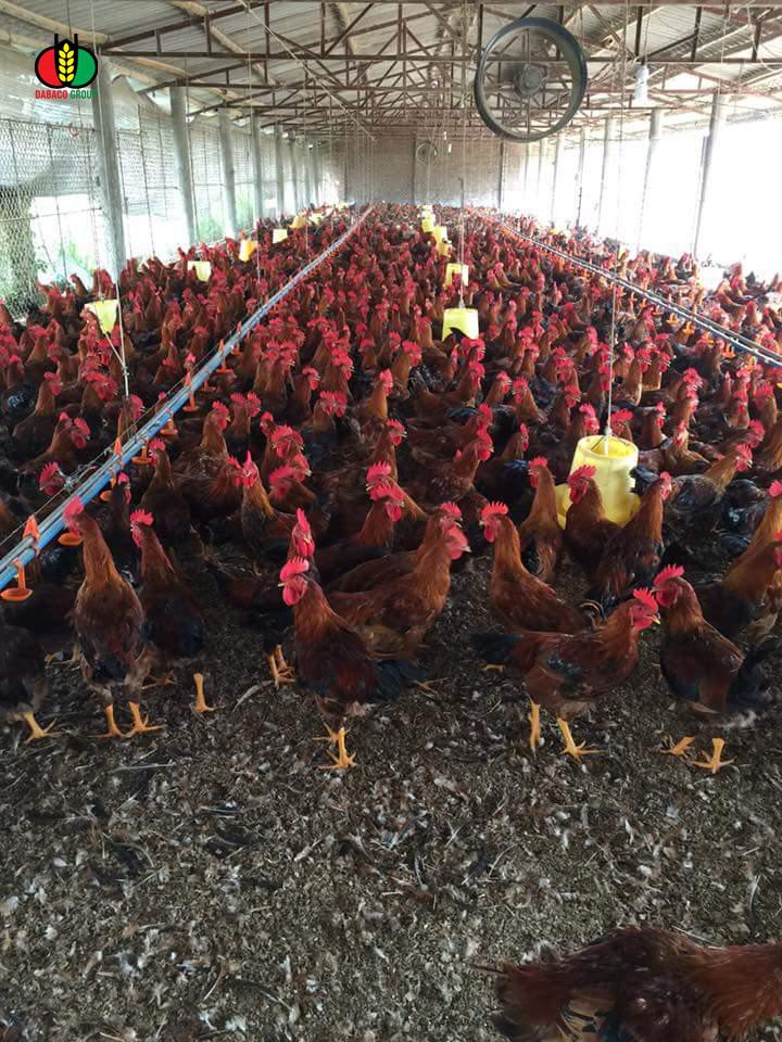 Vào trang trại gà J-DABACO đón Tết Nguyên đán 2020 - Ảnh 2