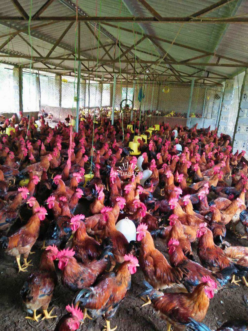Vào trang trại gà J-DABACO đón Tết Nguyên đán 2020 - Ảnh 3