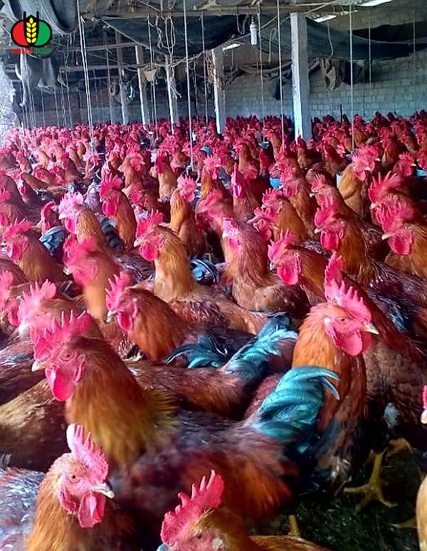 Vào trang trại gà J-DABACO đón Tết Nguyên đán 2020 - Ảnh 4