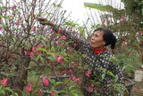 Làng đào Phú Thọ bận rộn vào vụ Tết