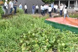 Rau màu Đồng Tháp thiệt hại bất thường, ngành chức năng khẩn trương tìm nguyên nhân