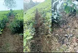 Tân Sơn - Phú Thọ: Các đơn vị chức năng đã vào cuộc sau thông tin lạm dụng thuốc diệt cỏ trên địa bàn