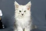 Ragdoll và Maine Coon: Vì sao bộ đôi mèo quý hiếm, đắt đỏ nhưng khách vẫn "xếp hàng" chờ để được đón "boss cưng" tại trại mèo của chị Tạ Vân Anh?