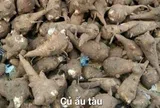 Ăn loại củ dân gian để tăng cường sức khỏe, người đàn ông suýt mất mạng
