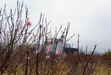 Quảng Chính thắm sắc đào phai
