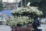 Đông về, mùa cúc họa mi gói trọn những nhớ thương