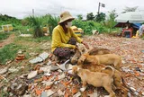 Người đàn bà nghèo cưu mang bầy chó hoang giữa mùa dịch