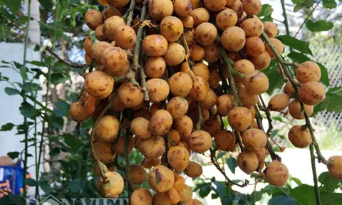 Loại quả lạ miệng ở Quảng Ngãi, chín tự nứt vỏ, ăn một lần là nhớ mãi