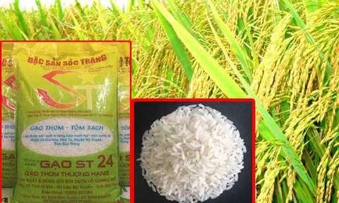 Loại gạo Việt Nam vừa đạt danh hiệu ngon nhất thế giới có giá bao nhiêu tiền/kg?