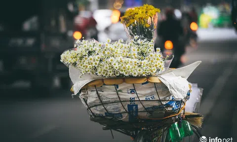 Đông về, mùa cúc họa mi gây thương nhớ