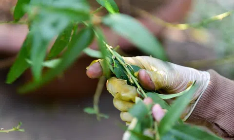 Chi tiền triệu thuê nhân công tuốt lá đào đón Tết Canh Tý