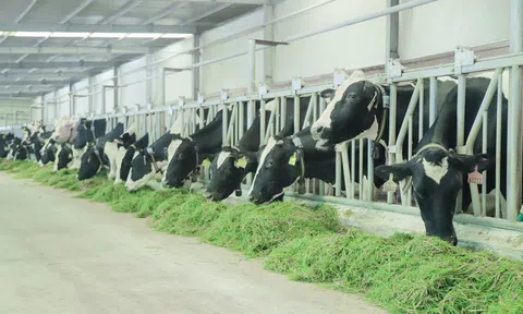 Chiến lược để dẫn đầu thị trường của “Triệu phú sữa tươi” Việt Nam