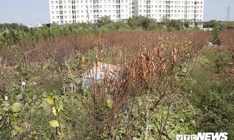Dân Hà Nội đau xót nhìn hàng nghìn cây đào chưa kịp đón Tết đã héo dần, chết khô