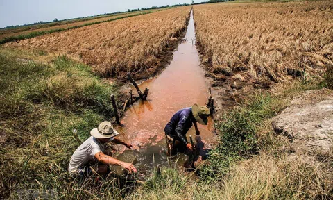 ĐBSCL đối mặt hạn, mặn nghiêm trọng