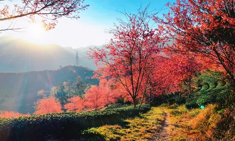 Mai anh đào rực rỡ "hút hồn" du khách giữa đất trời Sa Pa