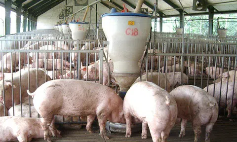 Thịt lợn Mỹ, Pháp nhập về Việt Nam giá 26.000 đồng/kg