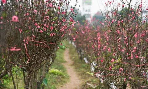 Dự báo thời tiết Tết Nguyên đán 2020: Miền Bắc rét đậm, rét hại