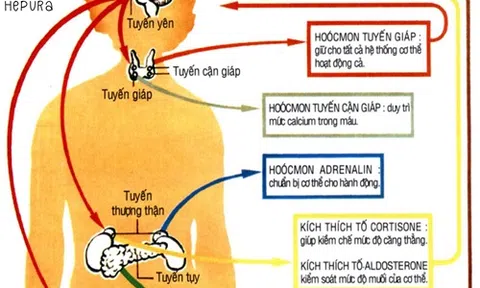 Tất cả cần biết về rối loạn nội tiết là gì?