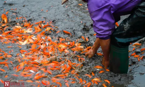 Làng nghề cá chép đỏ nhộn nhịp trước Tết ông Công, ông Táo