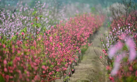 Vườn đào ngập sắc hồng, nông dân thấp thỏm lo mất Tết