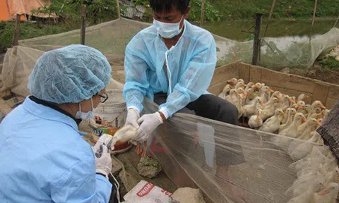 Hà Nội: Kiểm soát chặt chẽ, không để lây lan dịch cúm gia cầm