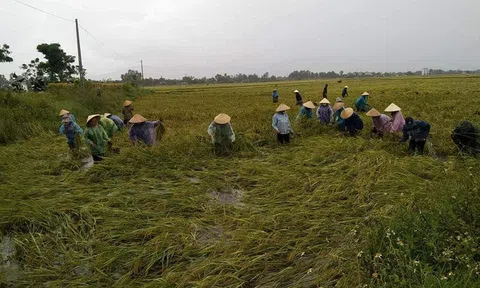 Tùng Lộc (Can Lộc – Hà Tĩnh): Gặt lúa chạy lũ giúp bà con cách ly Covid-19