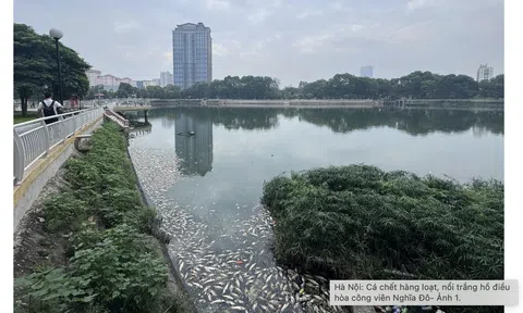 Hà Nội: Hồ Nghĩa Đô xuất hiện tình trạng cá chết hàng loạt