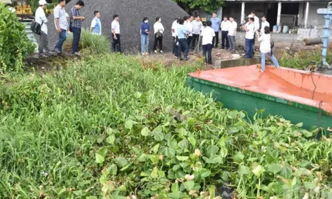 Rau màu Đồng Tháp thiệt hại bất thường, ngành chức năng khẩn trương tìm nguyên nhân