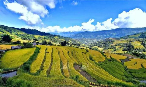 Mùa vàng trên những thửa ruộng bậc thang Hoàng Su Phì