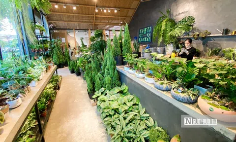 Thị trường cây thông, cây tùng nhộn nhịp trước thềm Giáng sinh 2021