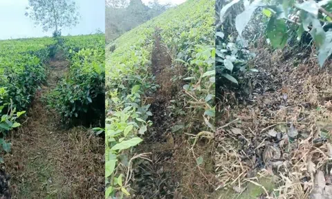 Tân Sơn - Phú Thọ: Các đơn vị chức năng đã vào cuộc sau thông tin lạm dụng thuốc diệt cỏ trên địa bàn