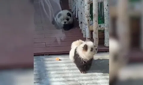 Vườn thú ở Trung Quốc nhuộm chó thành gấu trúc gây phẫn nộ