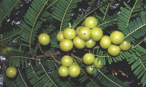 Loại quả dại xưa rụng đầy gốc, nhặt về chế biến kiểu này "hái ra tiền" nửa triệu/kg