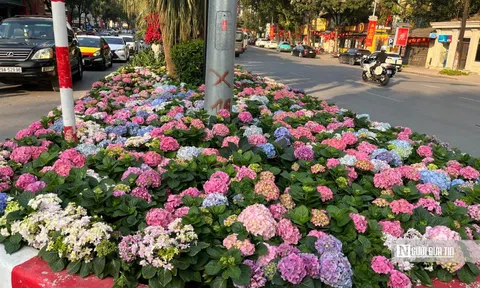 Sắc hoa điểm tô không gian đô thị Hà Nội, người dân đua nhau "check in"