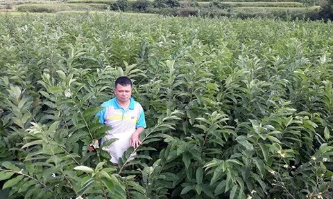 Cây dẻ 'đẻ' ra tiền
