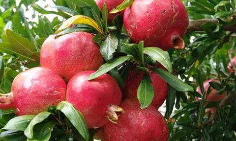 Lợi ích sức khỏe của vỏ quả lựu ít người biết