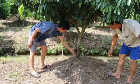 Vườn cây ăn trái liên tiếp bị kẻ xấu phá hoại tàn độc