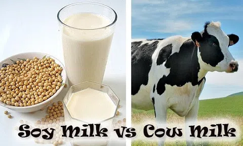 Những khác biệt giữa sữa hạt và sữa bò mà nhiều người chưa biết