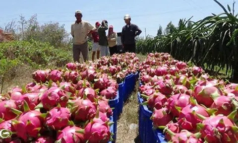 Bình Thuận: Xử lý nghiêm người nước ngoài “núp bóng” kinh doanh thanh long trái phép