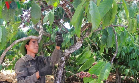 Gia Lai mất mùa cà phê, nông dân thất thu nghìn tỷ đồng