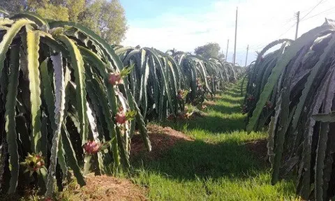 Nông dân Bình Thuận đem thanh long đổ cho bò ăn
