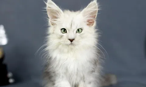 Ragdoll và Maine Coon: Vì sao bộ đôi mèo quý hiếm, đắt đỏ nhưng khách vẫn "xếp hàng" chờ để được đón "boss cưng" tại trại mèo của chị Tạ Vân Anh?