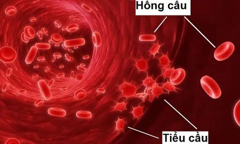 Giảm tiểu cầu nguy hiểm thế nào?