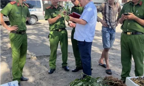Thu giữ 40 kg củ và lá giống sâm Ngọc Linh bị "bỏ quên" tại bến xe khách
