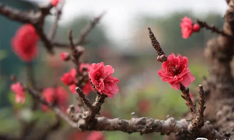 'Đào tiến vua' nằm phòng điều hòa, chờ nở đúng dịp Tết