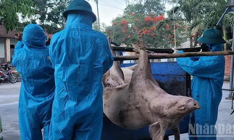 Đà Nẵng: Khẩn trương đối phó dịch tả lợn châu Phi diễn biến phức tạp