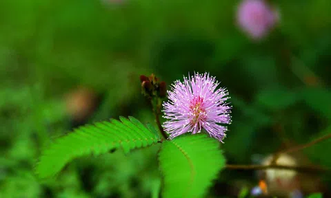 Hoa xấu hổ